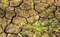 Польские фермеры понесли миллионные убытки из-за засухи