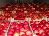 Уровень экспорта польских яблок продолжает сокращаться