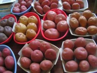Польша может возобновить продажу семенного картофеля в Россию