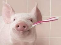 В Польше обнаружили вспышку африканской чумы свиней 