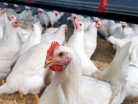 Польша делает ставку на производство птицы