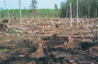 Польша обеспоена вырубкой лесов в Калининграде