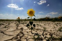 Еврокомиссия поможет польским фермерам пережить засуху