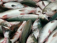 Польша и Россия договорились относительно улова рыбы в Калининградском заливе