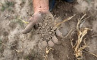 Польские фермеры могут разориться из-за засухи