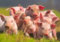 Правительство принимает меры из-за сокращения поголовья свиней
