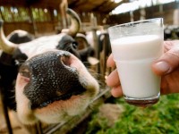 Польским производителям молока грозят штрафы